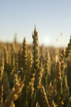 Stalks or ears of wheat grains ready for harvest