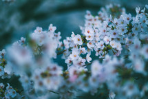 white spring flower blossoms