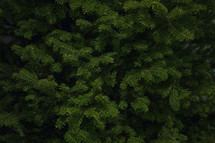 balsam spruce tree 