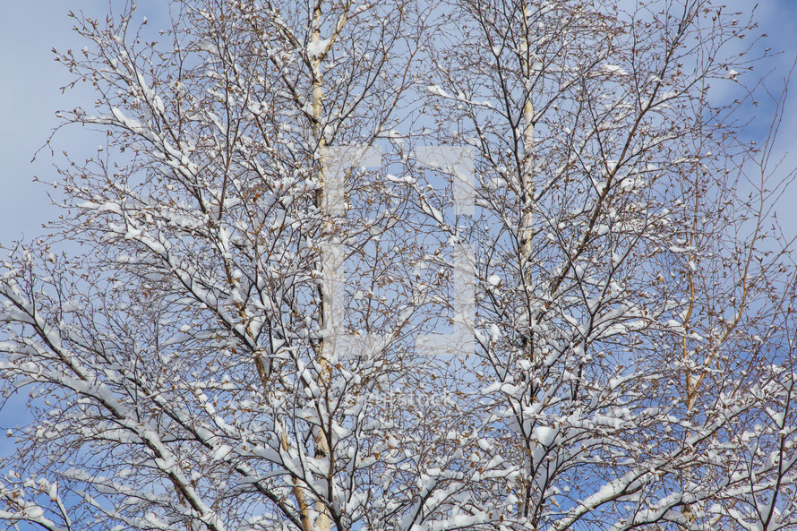 snowy birch tree 