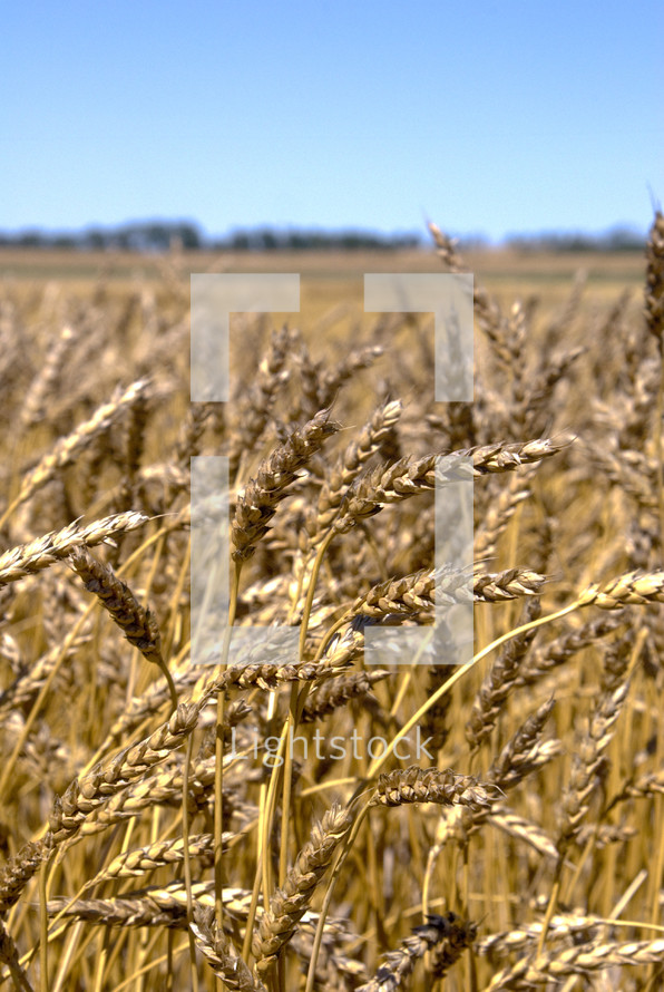 Ears of wheat grains ready for harvest