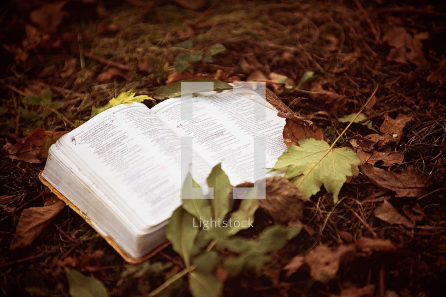 a Bible in fall leaves 