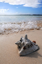 seashell on the beach 