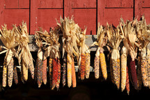 Indian corn hanging to dry 