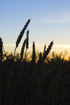 wheat silhouette 