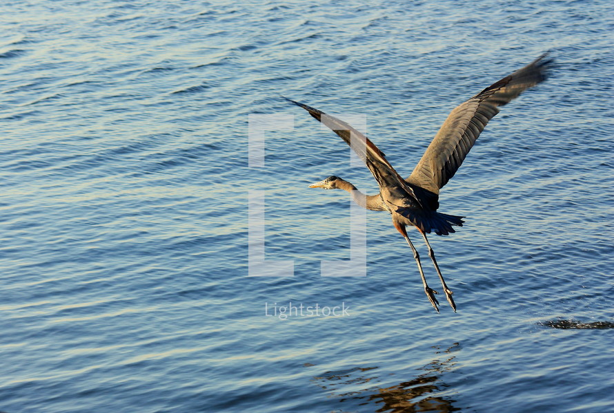 blue heron in flight 