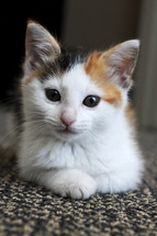 Calico kitten sitting on a rug