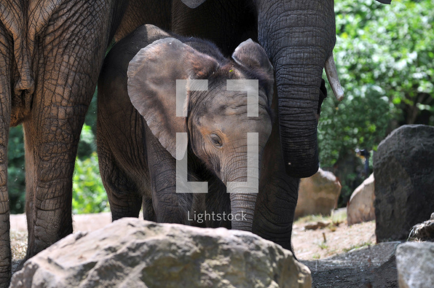 Baby elephant, standing in the rocks with the mother