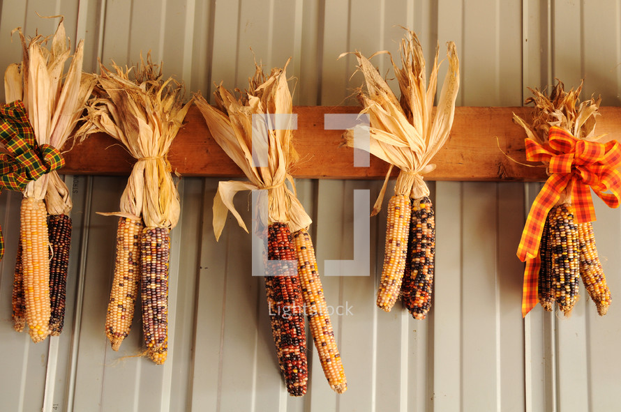 Dried corn hanging on a wall