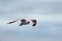 A seagull soaring in the air.