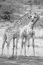Kissing giraffes outside.