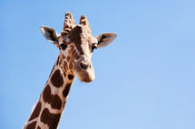 African Giraffe head 