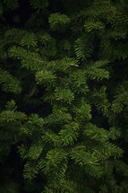 balsam spruce tree