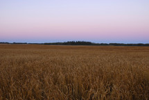 Dawn over a Canadian wheat field, ready for harvest