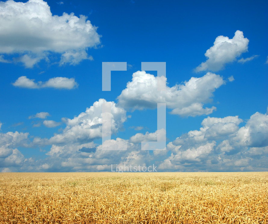 clouds in a blue sky over a wheat field 