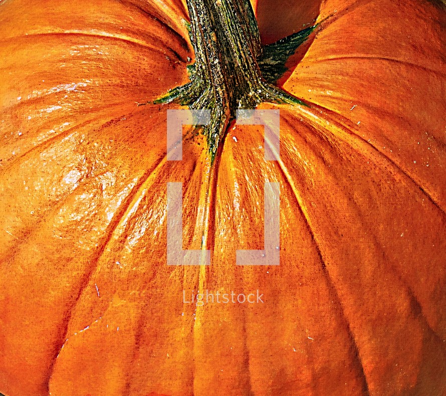 a stem on an orange pumpkin 