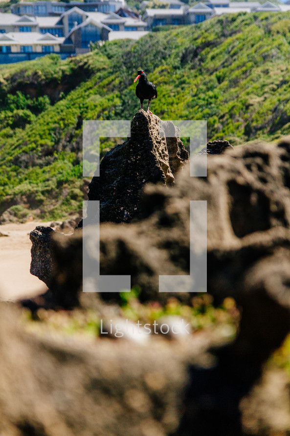 tropical bird perched on rocks 
