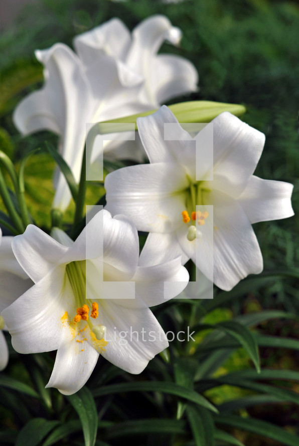 White Easter lilies.