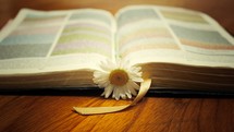 Rainbow Bible and a flower bookmark