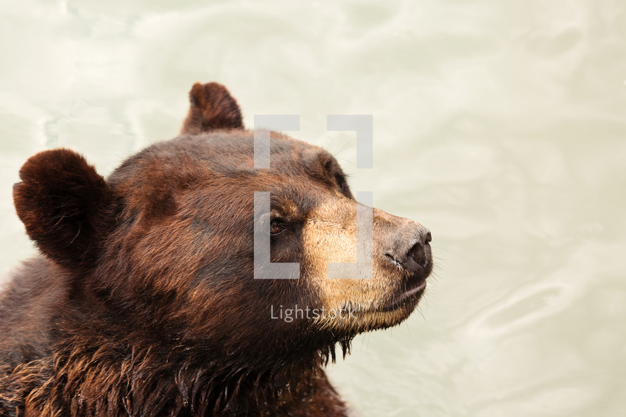 Brown bear swimming. 