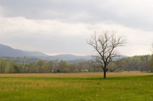 isolated tree in a field