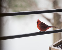 a red cardinal on a wire 