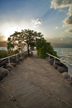 tree along a path near the sea of Galilee 