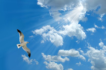 seagull flying in the sky 
