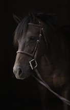 horse with bridle