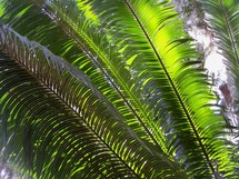 The third day of creation - On day three, God also created vegetation (plants and trees) in Genesis 1: These beautiful palm fronds reflect the sunlight and feed off its light to bring life to the plants and foliage surrounding a tropical forest setting with green plants, trees and sunlight. 
