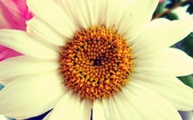 white daisy 