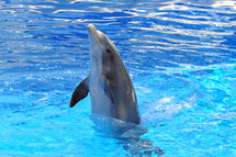 Dolphin in a pool of water.