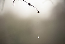 Dew drop falling from tree branch at daybreak.