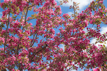 pink flowers on a tree 