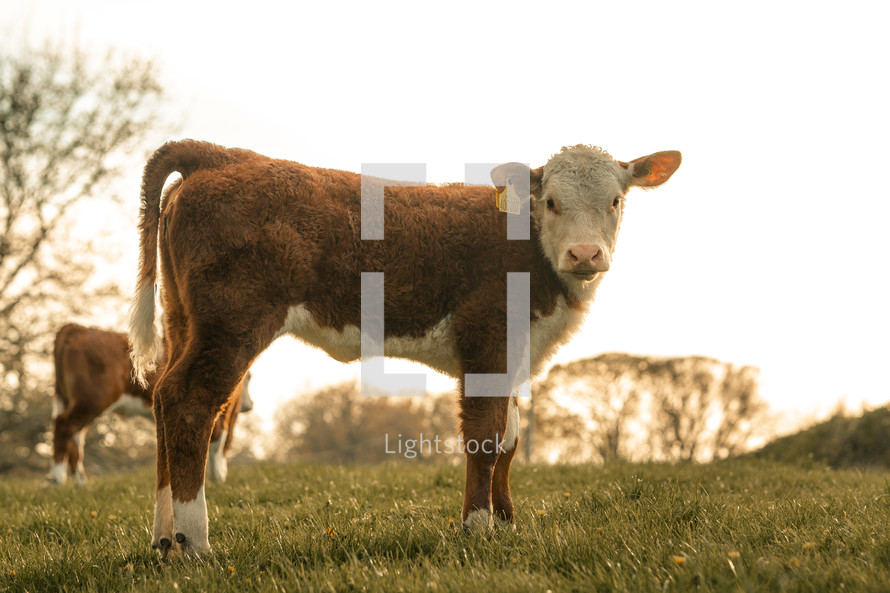 Young calf baby cow, farm animals, domesticated farming cattle, sunset, sunrise calves in a meadow rural setting	
