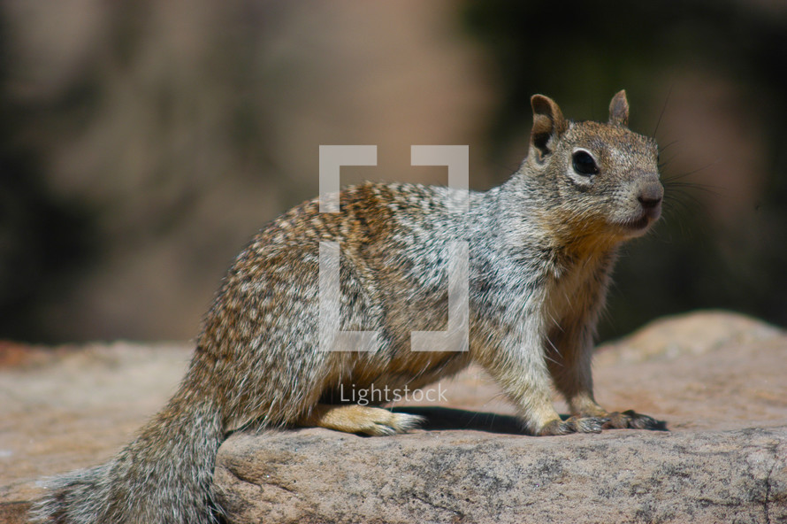 An American Grey Squirrel sits motionless on a rock. 