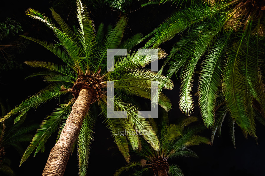 Branches of date palm tree under night sky. Amazing natural background. Looking up, summer vacation concept. Scene on tropical island beach. High quality photo