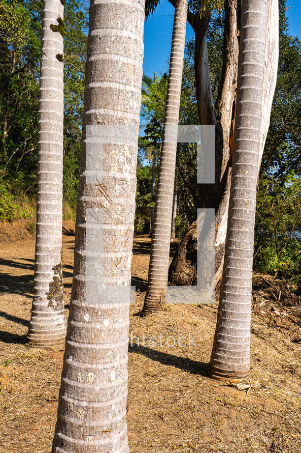 Trees in the sunlight, at the Oriental Park at Ribeirao Pires, Brazil.