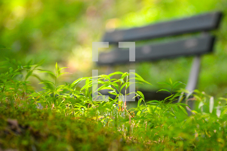 bench in summer grass