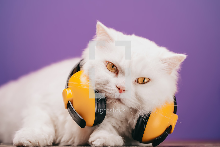 Portrait of fluffy cat with yellow headphones on purple background. Music