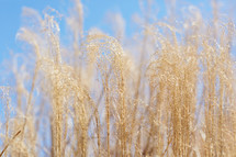 tall brown grasses against a blue sky 