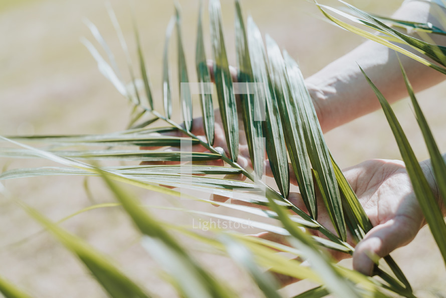 palm fronds in palms of hands 