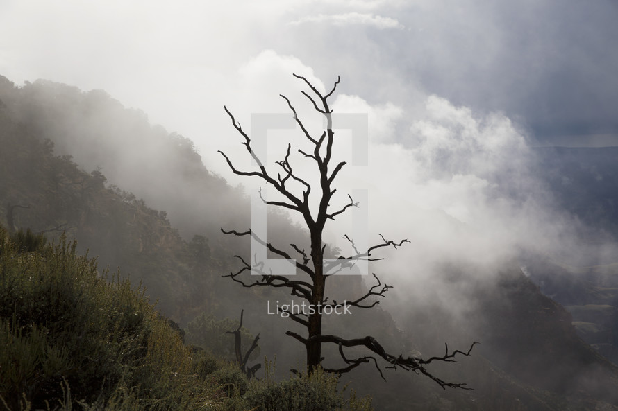 a bare tree on a mountainside 