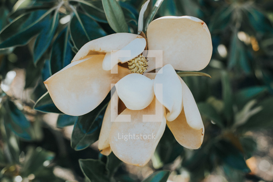 wilting magnolia flower 