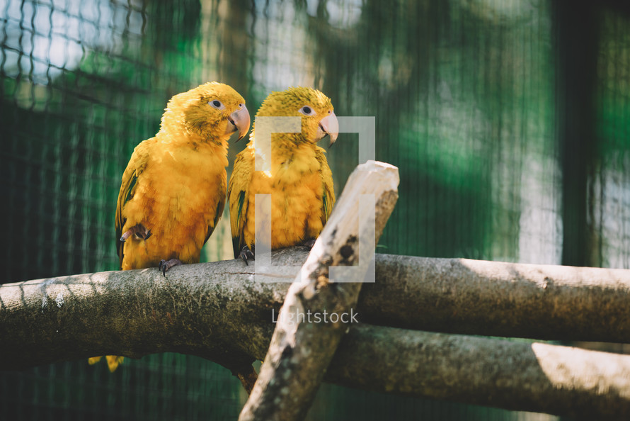 Yellow parrot couple
