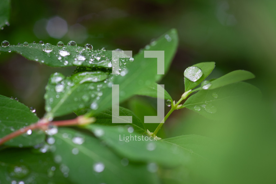 Water droplets on a plant