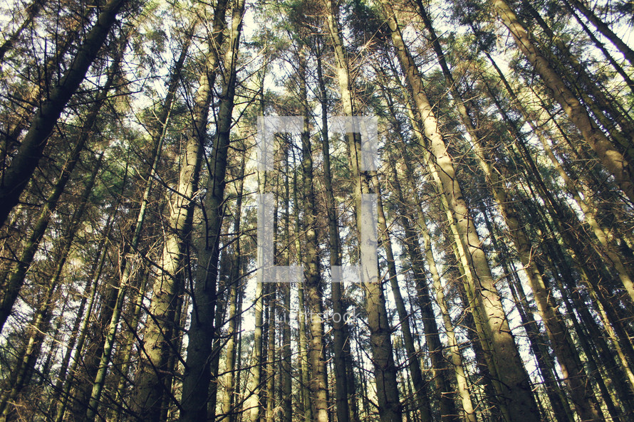 tall trees in a forest 