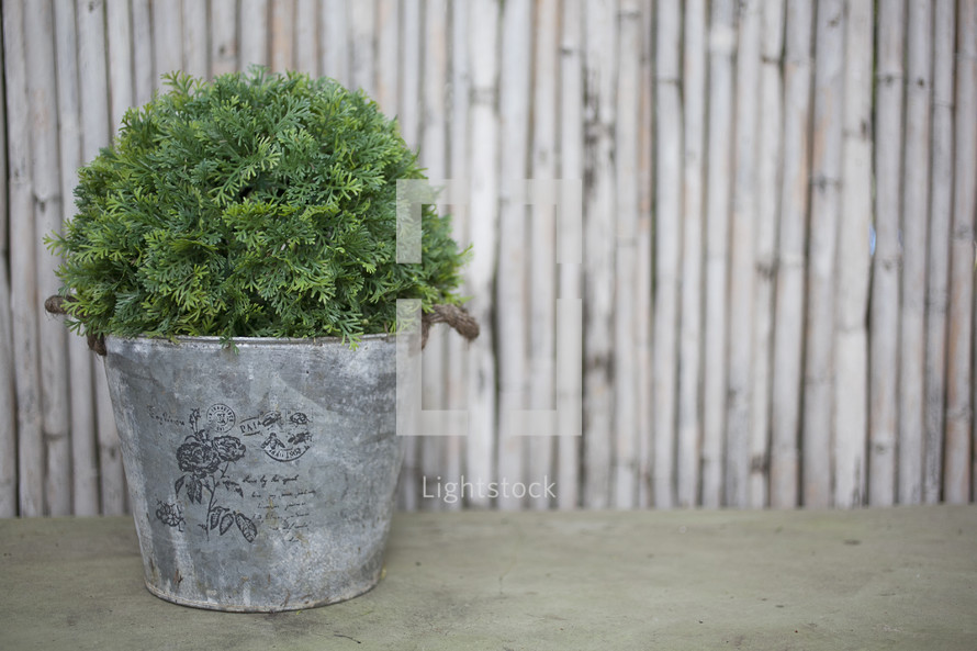 plant in a galvanized bucket 