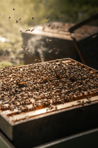 Honey bees working on a wooden bee hive