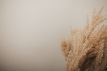 brown grasses against a white background 